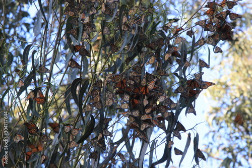Monarch Butterflies 