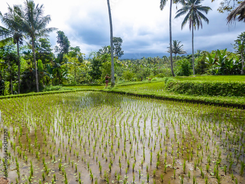 A girl in shorts leaning on a palm tree, surrounded by rice field terrace shining in bright green colors in Tetebatu. A dog accompanying the girl. Endless paddies of rice, spreading on great distances photo