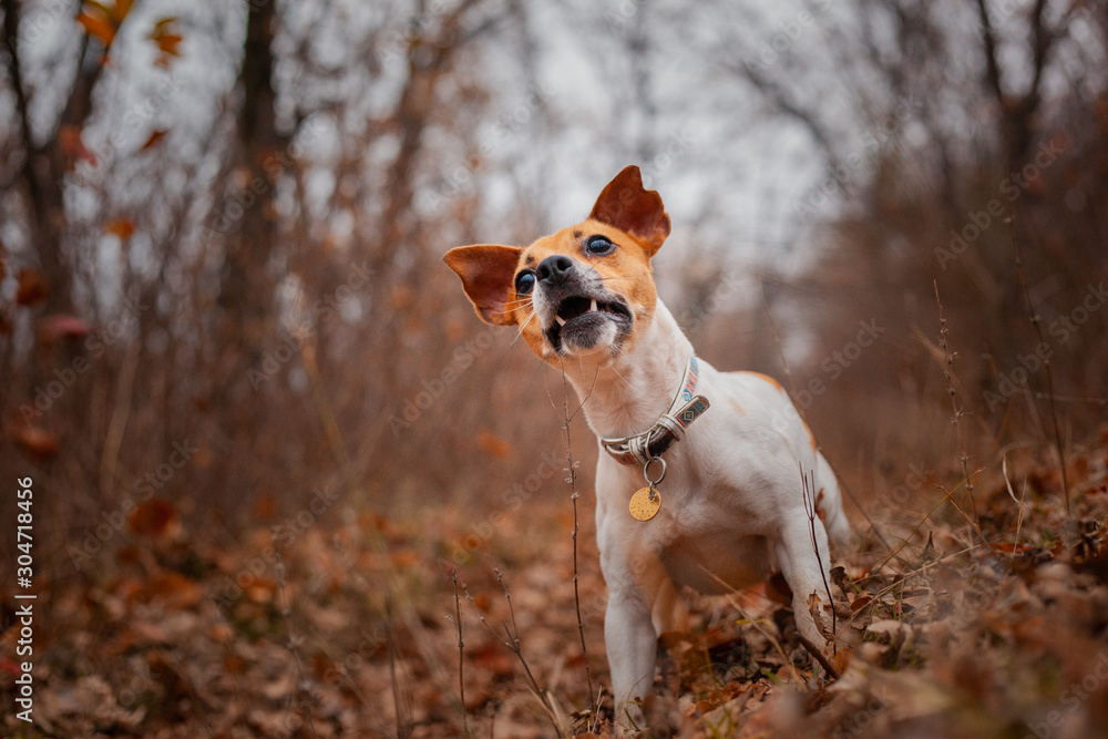 Dog breed Jack Russell Terrier sitting on the lawn in the park Dog breed Jack Russell Terrier sitting on the lawn in the park