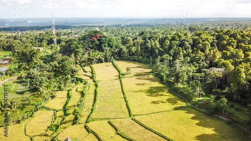 A drone shot of long stretching rice fields in Tetebatu  Lombok  Indonesia. There is a bamboo hut in the middle of the field. Endless rice paddies are separated with pathways. Forrest on the side.