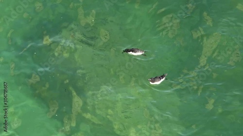 Razorbills, birds, diving and swimming underwater fishing for sand eels, to eat and feed chicks.