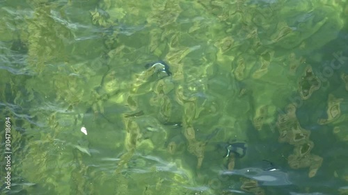 Razorbills, birds, diving and swimming underwater fishing for sand eels, to eat and feed chicks.