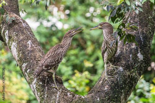 Young black-crowned Night HeronNycticorax nycticorax), Foz d'Iguaçu, Brazil photo