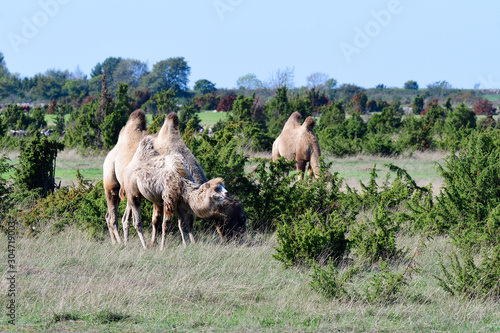 Kamelranch auf   land in Schweden