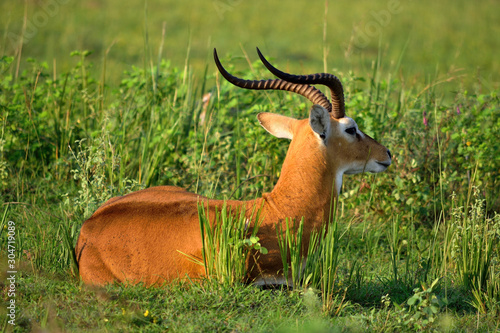 Ugandan antelope looking around in Murchison Falls NP, Uganda. photo