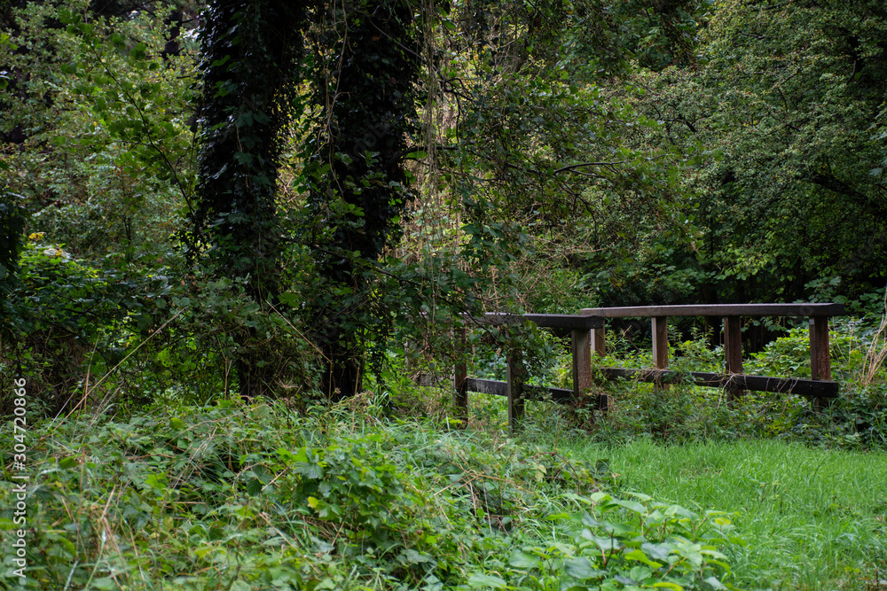 wooden bridge in the forest