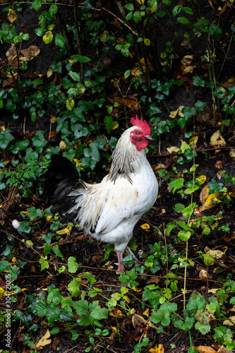 rooster within nature  