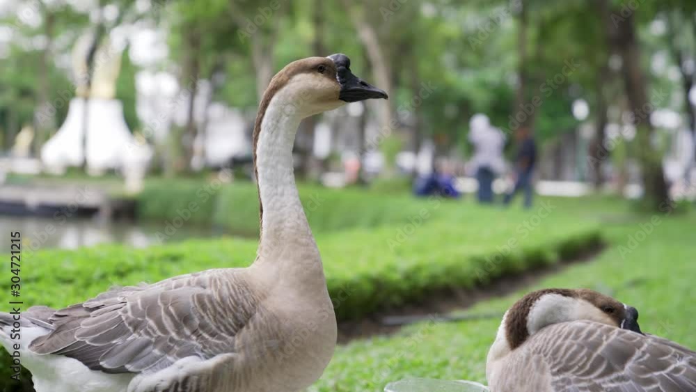 African goose standing still. Despite the name the African goose most likely originated in China.
