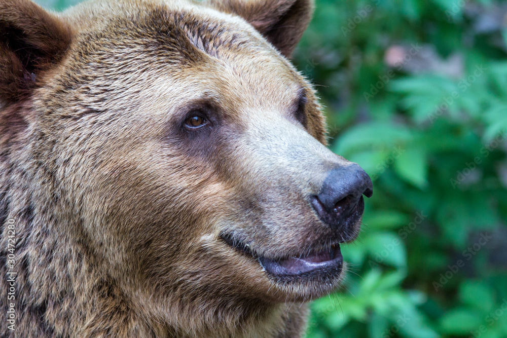 The brown bear (latin name Ursus arctos), head profile in close up view. The brown bear (latin name Ursus arctos), head profile in close up view.