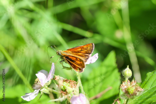 ein Schmetterling sitzt im Sommer auf einer Pflanze