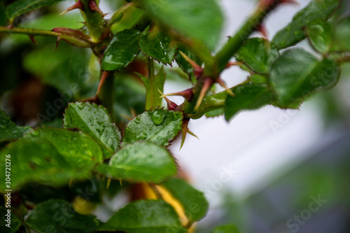 water drops on rose leave