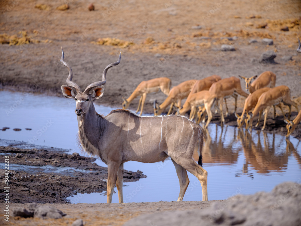 Wildlife around waterhole - Etosha National Park - Namibia Wildlife around waterhole - Etosha National Park - Namibia