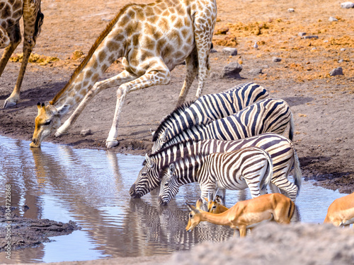 Zebras in Etosha National Park - Namibia