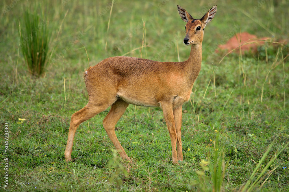 Ugandan antelope looking around in Murchison Falls NP, Uganda. Ugandan antelope looking around in Murchison Falls NP, Uganda.