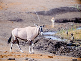 Oryxs - Etosha National Park - Namibia