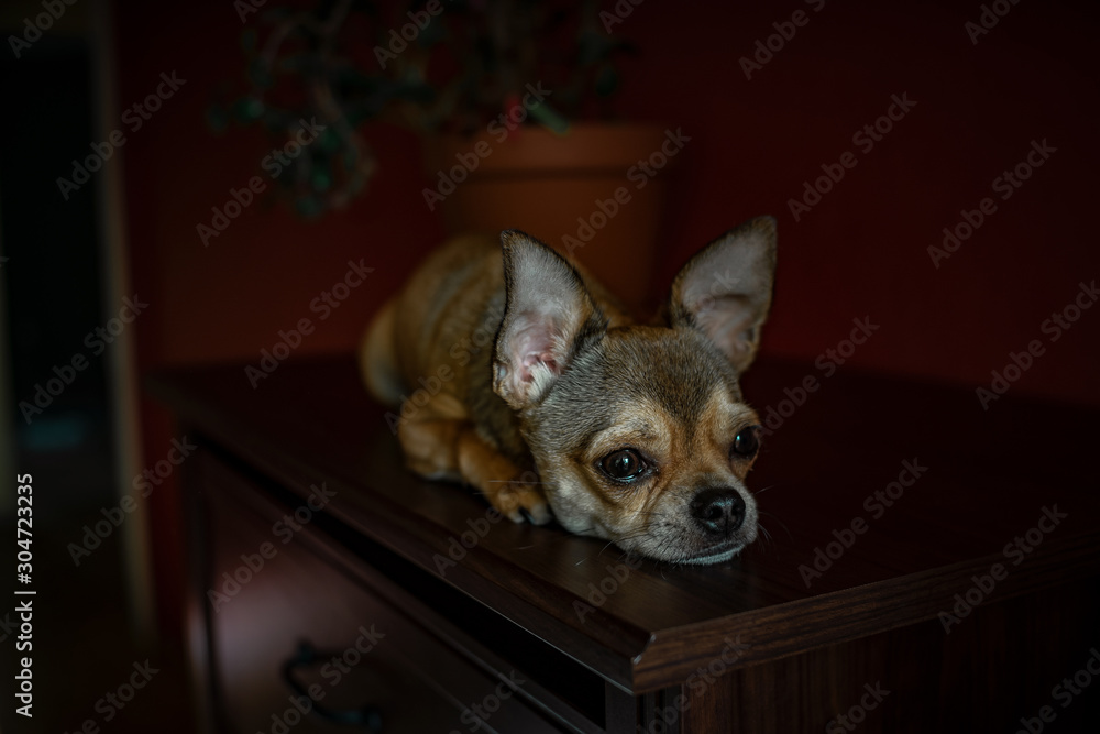 Chihuahua dog on a brown and red background, behind a flower
