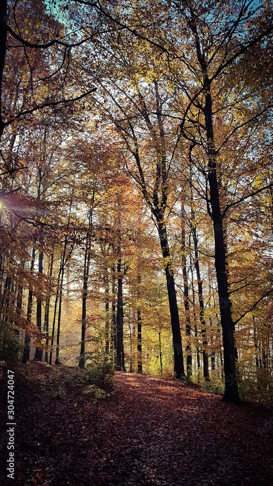 Fototapeta premium Herbst im Odenwald