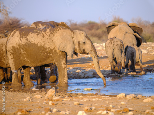 Elephants at waterhole - Etosha National Park - Namibia