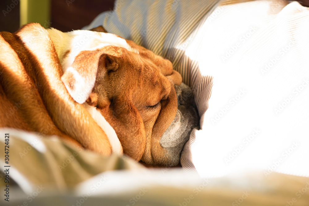 Bulldog in bed clearance