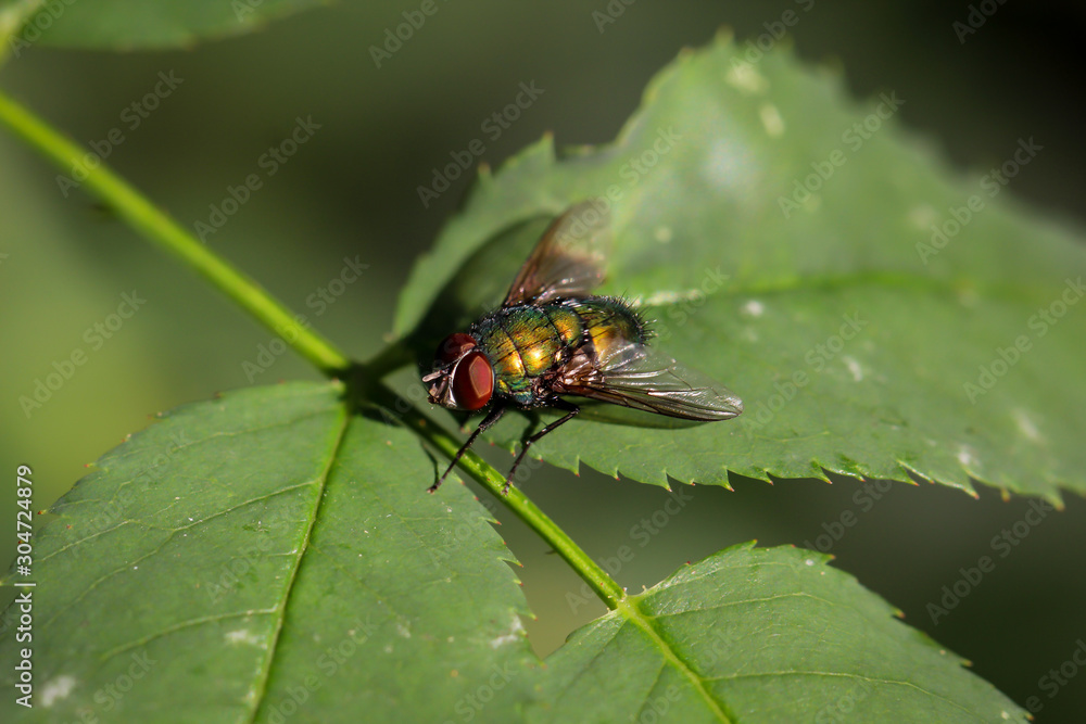 eine Fliege sitzt auf einem Blatt eine Fliege sitzt auf einem Blatt