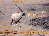 Oryxs - Etosha National Park - Namibia