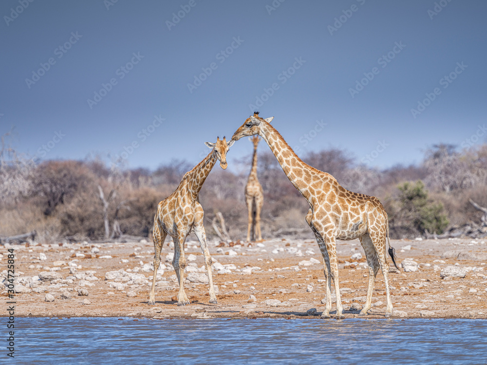Obraz premium Giraffes at waterhole - Etosha National Park - Namibia
