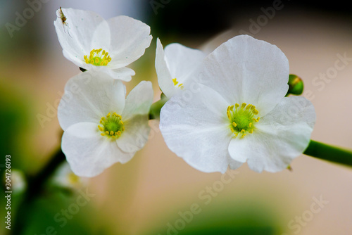 white Flowers of Burhead or Texas Mud Baby ( Scientific name : Echinodorus cordifolius (L) Griseb. It's ornamental tree in garden. photo