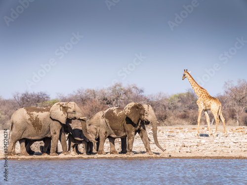 Fototapeta Naklejka Na Ścianę i Meble -  Elephants at waterhole - Etosha National Park - Namibia