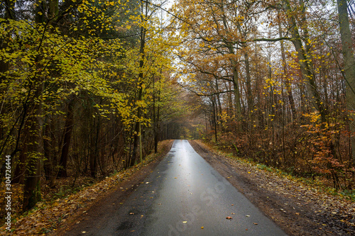 Narrow country road through the autumn forest with colorful leaves and a wet, muddy asphalt surface, danger of slipping when driving, safety transport concept, copy space
