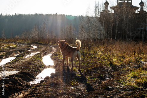 dog in the sun near the Church photo