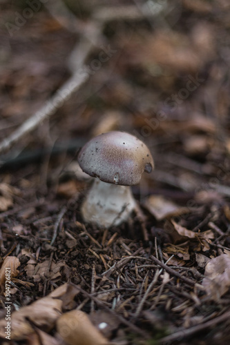 Un petit champignon comestible de couleur marron sur un fond d'épines et de feuilles mortes en format portrait