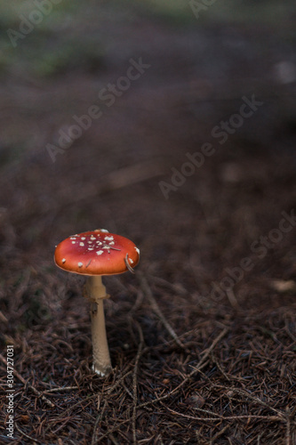 Une belle amanite tue-mouche ressort sur le sol marron d'une forêt de conifères