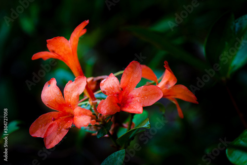 Rhododendron arboreum  Ericaceae   Thailand