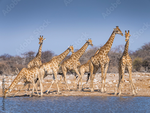 Fototapeta Naklejka Na Ścianę i Meble -  Giraffes at waterhole - Etosha National Park - Namibia