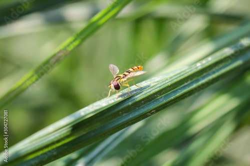 Wallpaper Mural eine Schwebfliege hat sich auf einem Grashalm gesetzt Torontodigital.ca