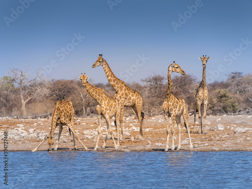 Photography Giraffes at waterhole - Etosha National Park - Namibia