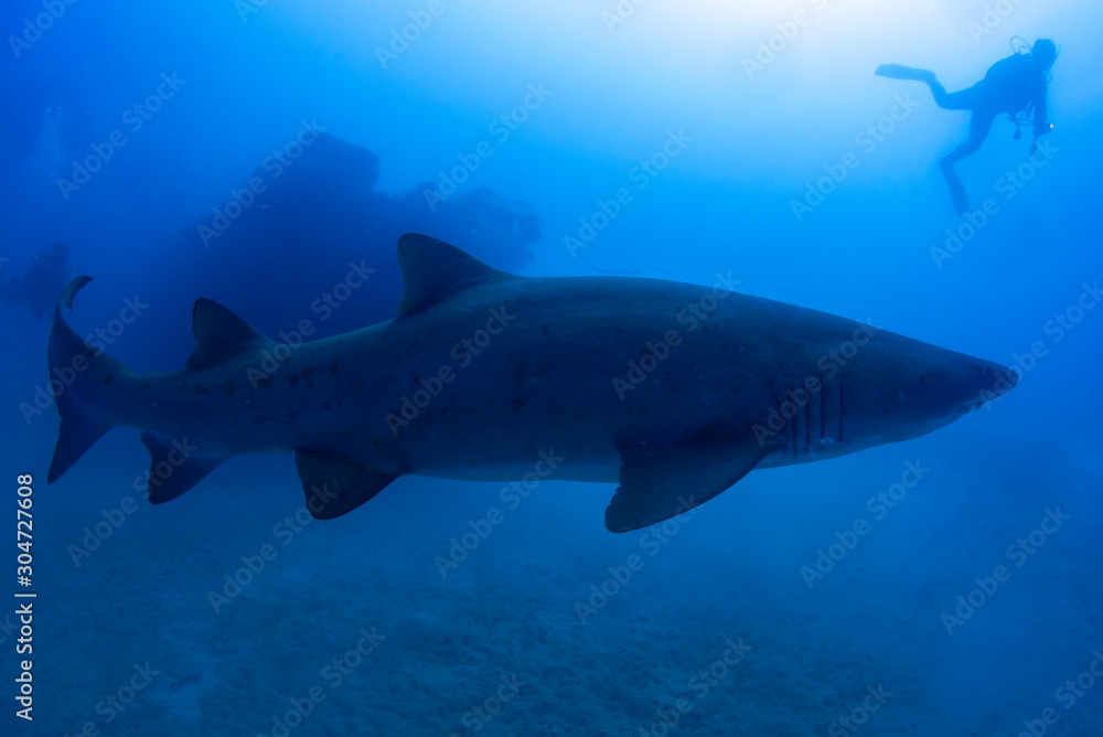 Fototapeta premium The Shark