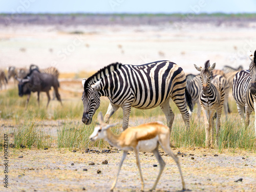 Zebras in Etosha National Park - Namibia