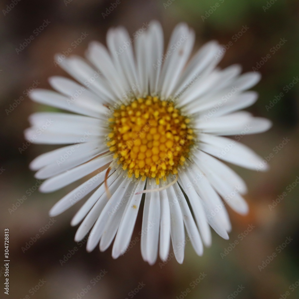 Fototapeta premium daisy on black background