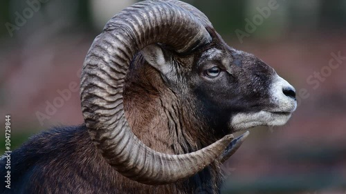 Mouflon male lie in the forest and watch, head portrait, autumn, germany, (ovies aries musimon) photo