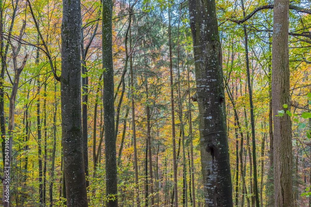 Fototapeta premium Beautiful autumnal forest path..Autumn time with beautiful colored leaves