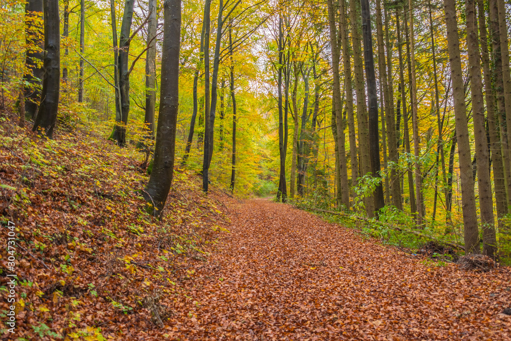 Obraz premium Beautiful autumnal forest path..Autumn time with beautiful colored leaves