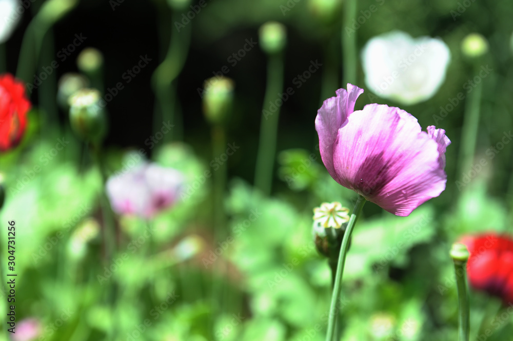 opium poppy flower was planted for the show in Hmong tribal village in a valley of Doi Pui to Doi Suthep National Park Chiang Mai Thailand. In the past hill tribe people have been occupied with opium opium poppy flower was planted for the show in Hmong tribal village in a valley of Doi Pui to Doi Suthep National Park Chiang Mai Thailand. In the past hill tribe people have been occupied with opium