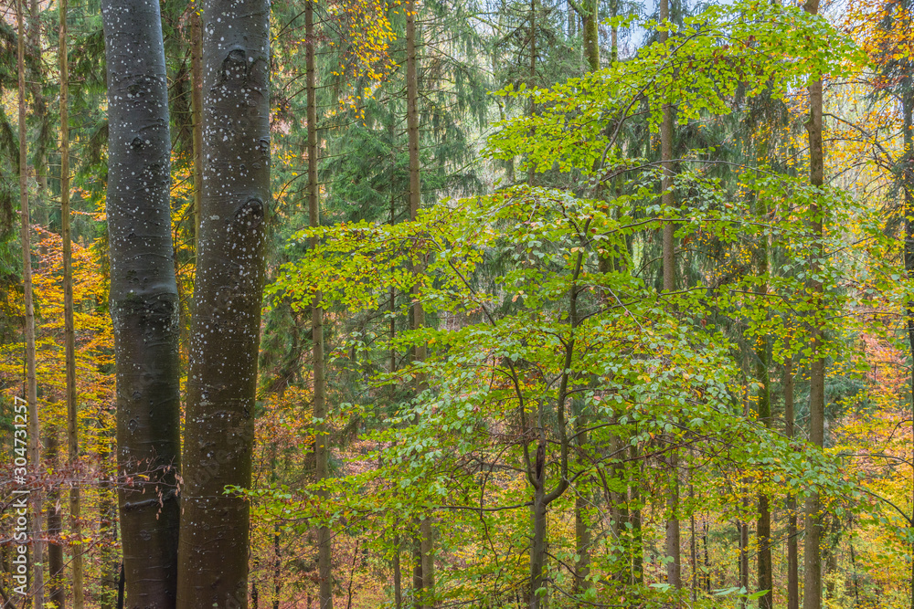 Beautiful autumnal forest path..Autumn time with beautiful colored leaves Beautiful autumnal forest path..Autumn time with beautiful colored leaves