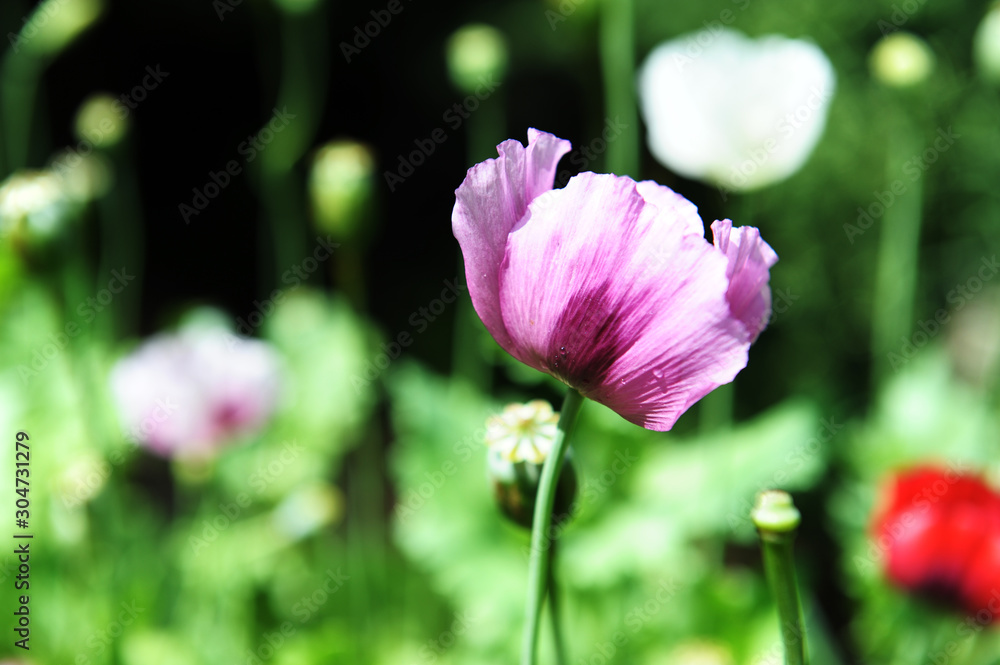 opium poppy flower was planted for the show in Hmong tribal village in a valley of Doi Pui to Doi Suthep National Park Chiang Mai Thailand. In the past hill tribe people have been occupied with opium opium poppy flower was planted for the show in Hmong tribal village in a valley of Doi Pui to Doi Suthep National Park Chiang Mai Thailand. In the past hill tribe people have been occupied with opium