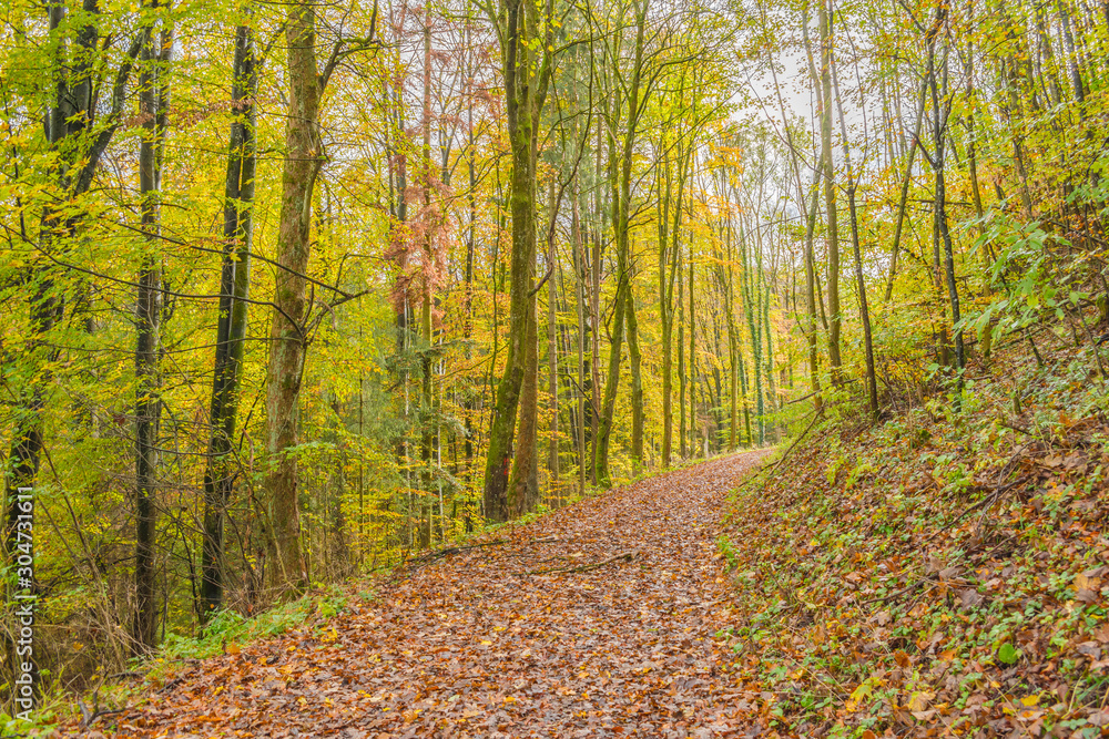 Obraz premium Beautiful autumnal forest path..Autumn time with beautiful colored leaves