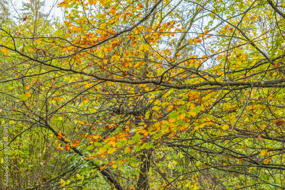Beautiful autumnal forest path..Autumn time with beautiful colored leaves Beautiful autumnal forest path..Autumn time with beautiful colored leaves
