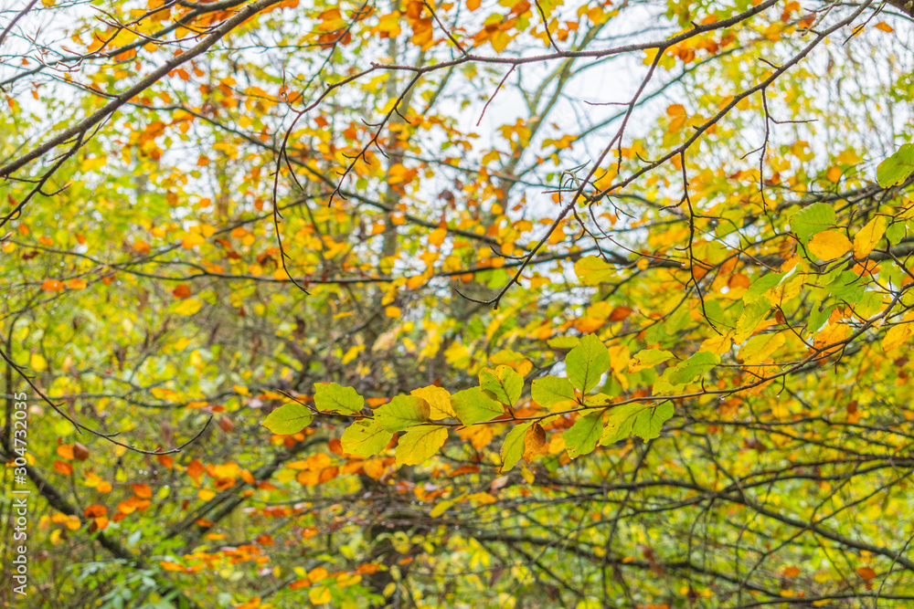 Beautiful autumnal forest path..Autumn time with beautiful colored leaves Beautiful autumnal forest path..Autumn time with beautiful colored leaves
