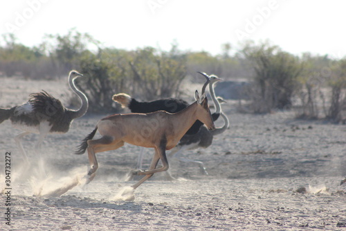 race between ostrich and red hartebeest photo