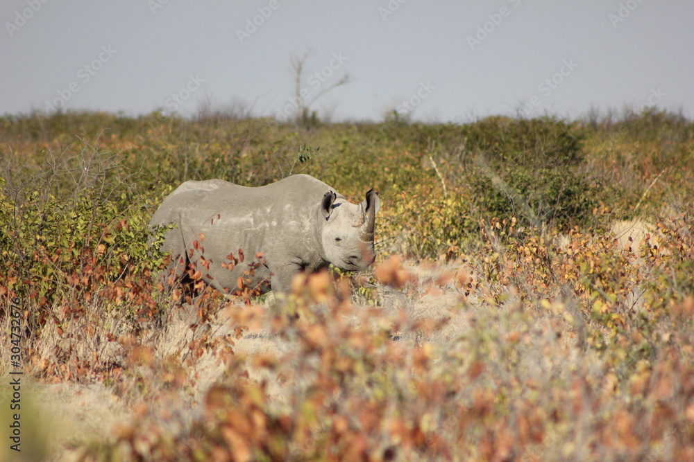 black rhino black rhino